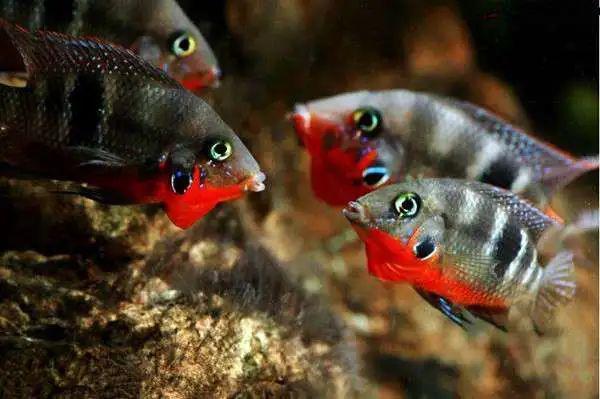 每日一鱼红肚火口口腹部有一片醒目的红色