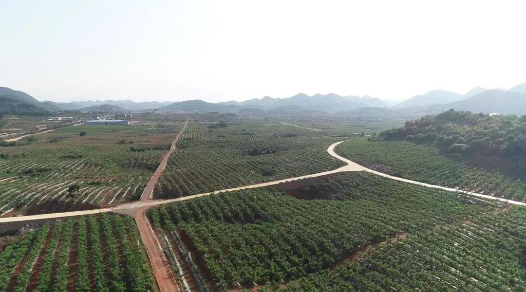 砚山县维摩乡2000万订购协议上海挂职副县长等来金蜜桃