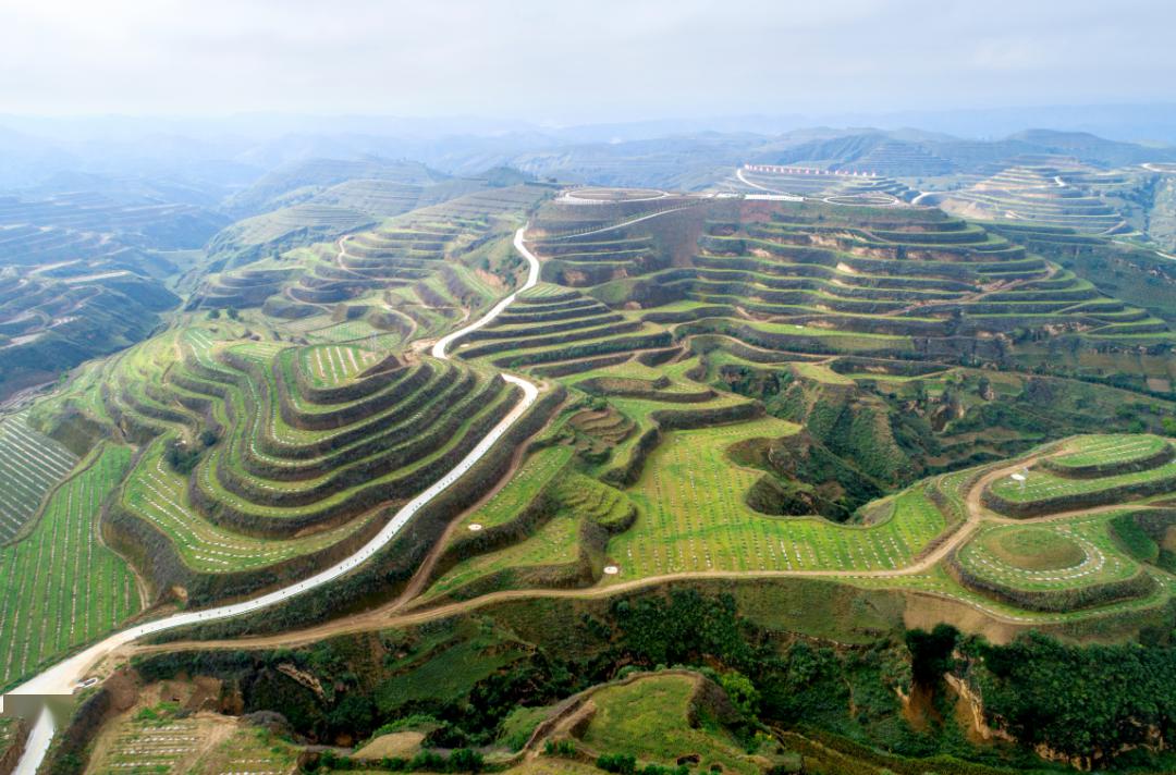 关注绥德峁梁沟壑披新绿干群植树劲头浓