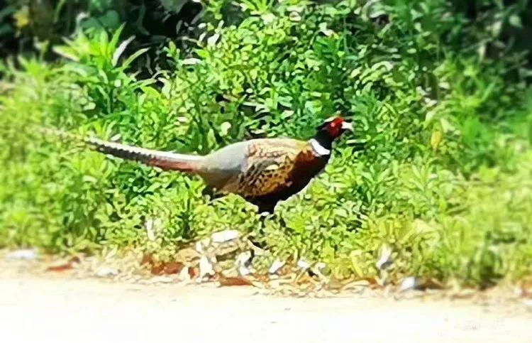 唇齿留香话乌龙