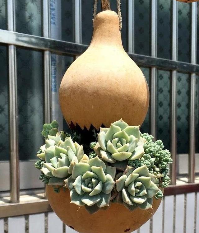原创创意花盆不花一分钱葫芦种多肉邻居给钱都不卖