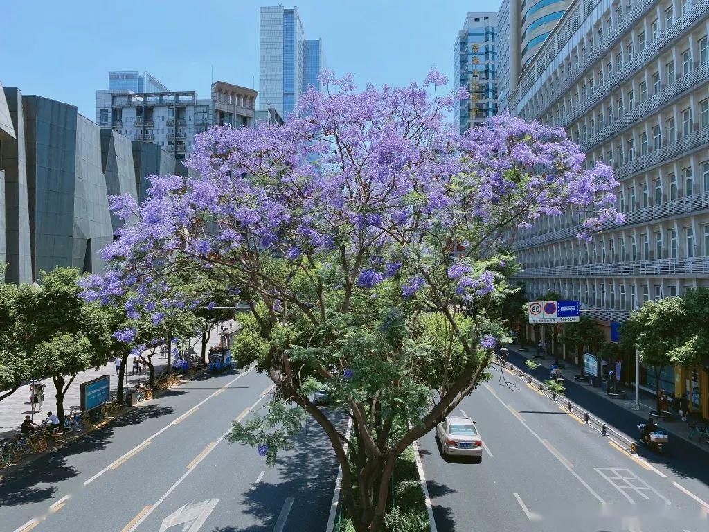 5月的蓝花楹也太太太太太美了吧