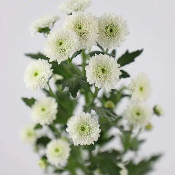 纽扣菊如鬼马小精灵般的花朵