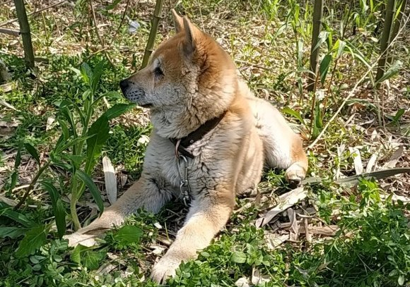原创看着土狗身上没肉,当它抬头的一瞬间,整个人都不好了