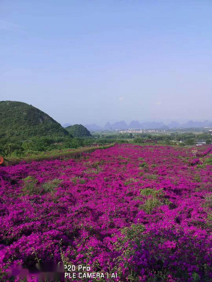 桂林首座7d花海玻璃天空之镜门票送送送~还有百亩花海等你打卡!