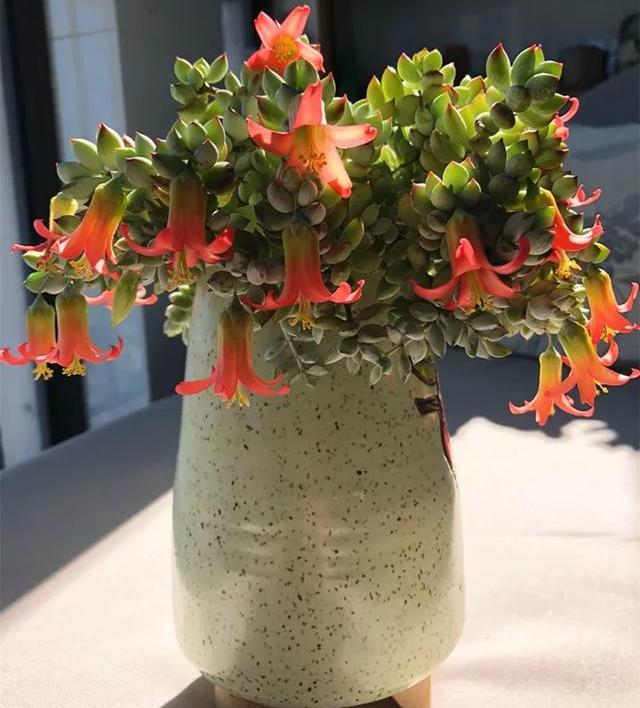 原创有一类花叫多肉养它却害怕它开花也哪些爱开花的多肉呢