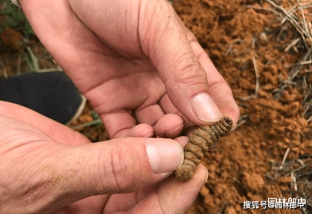 大地老虎幼虫图片