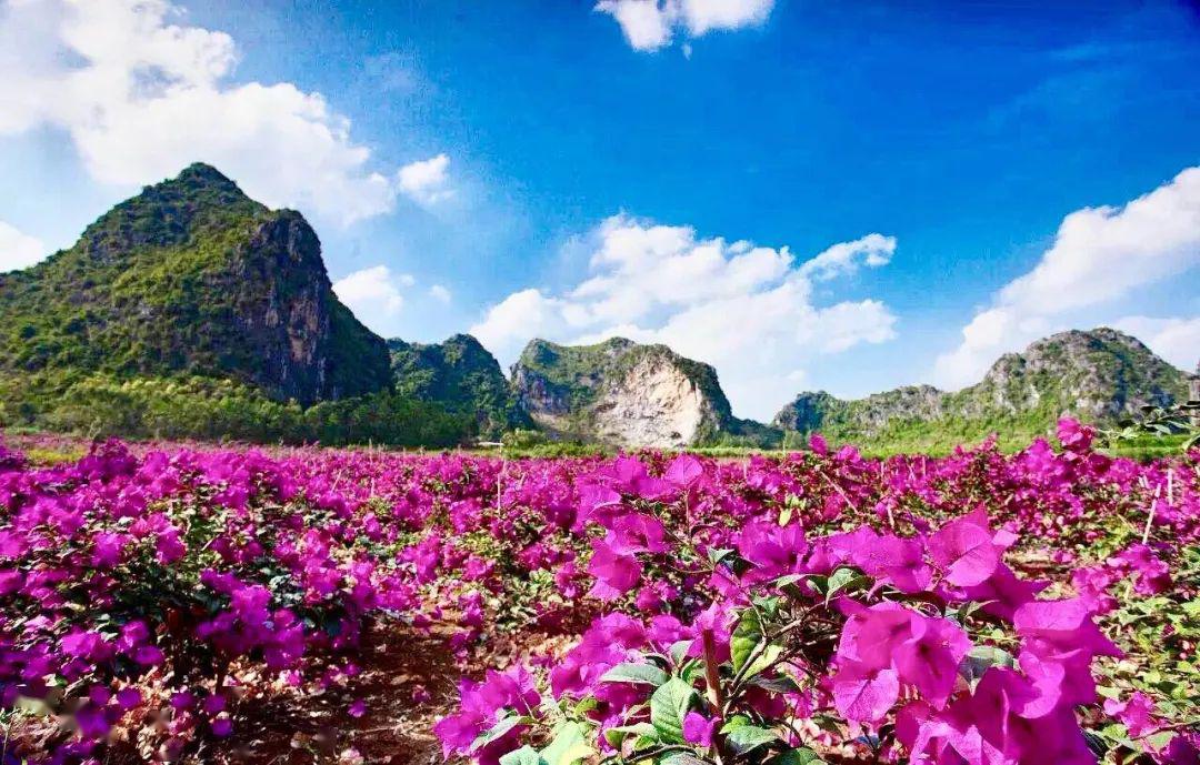 桂林花海哇惊艳桂林首座7d花海玻璃天空之镜5月22日盛大迎客门票无限