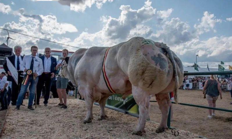 一頭牛重12噸這種改良肌肉牛農村能養殖麼