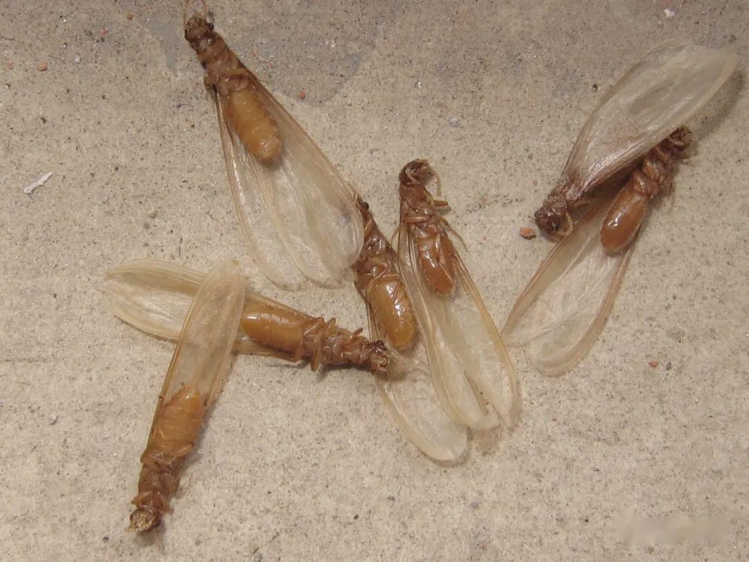 南宁人你家挨飞蚁大军袭击没有多图慎入