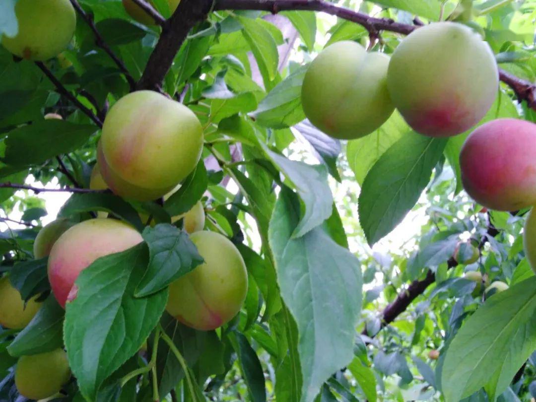 太湖湾采摘季白玉枇杷杨梅甜蜜来袭