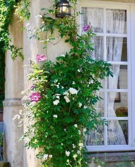 原创只要有阳台有院子就一定要养月季50座月季花墙美成童话