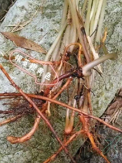 花白汁黄血水草跌打蛇伤最有效百草团畲药系列之三十七知药知健康识药