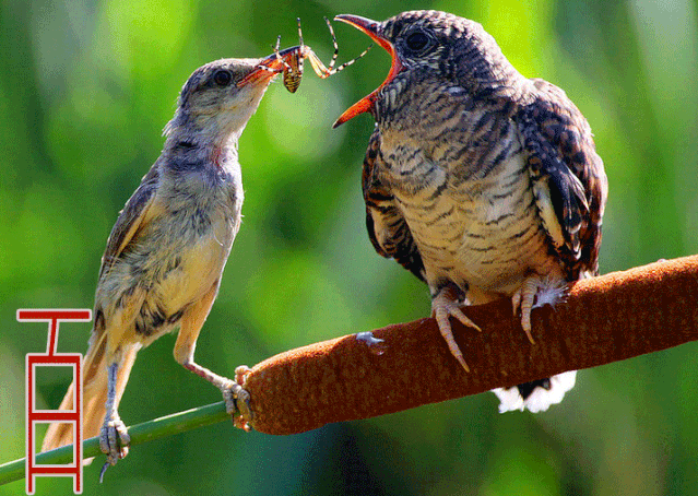 鸟喂食幼鸟动态图片图片