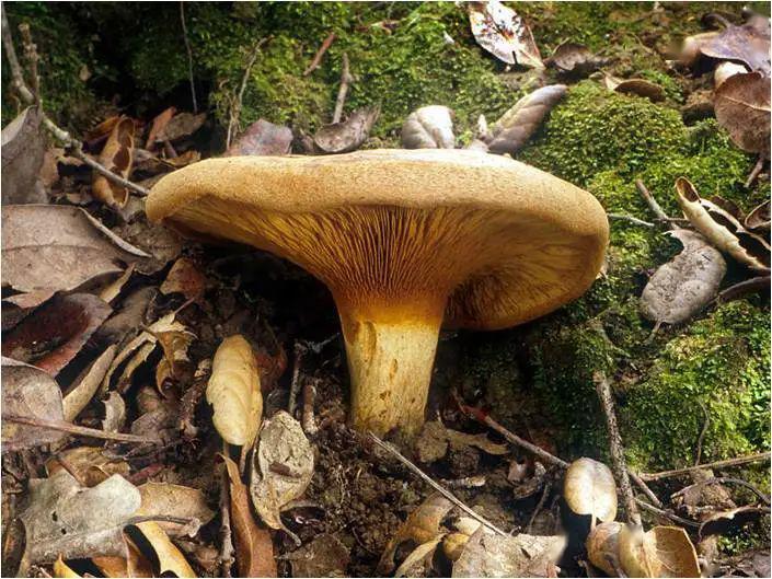 卷边网褶菌(溶血型)污胶鼓菌(光敏皮炎型)(←左图)球孢丝盖伞(神经