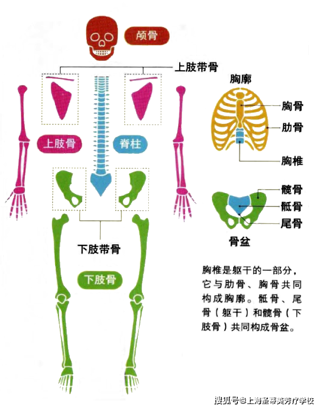 人体所有骨的详细分类图片