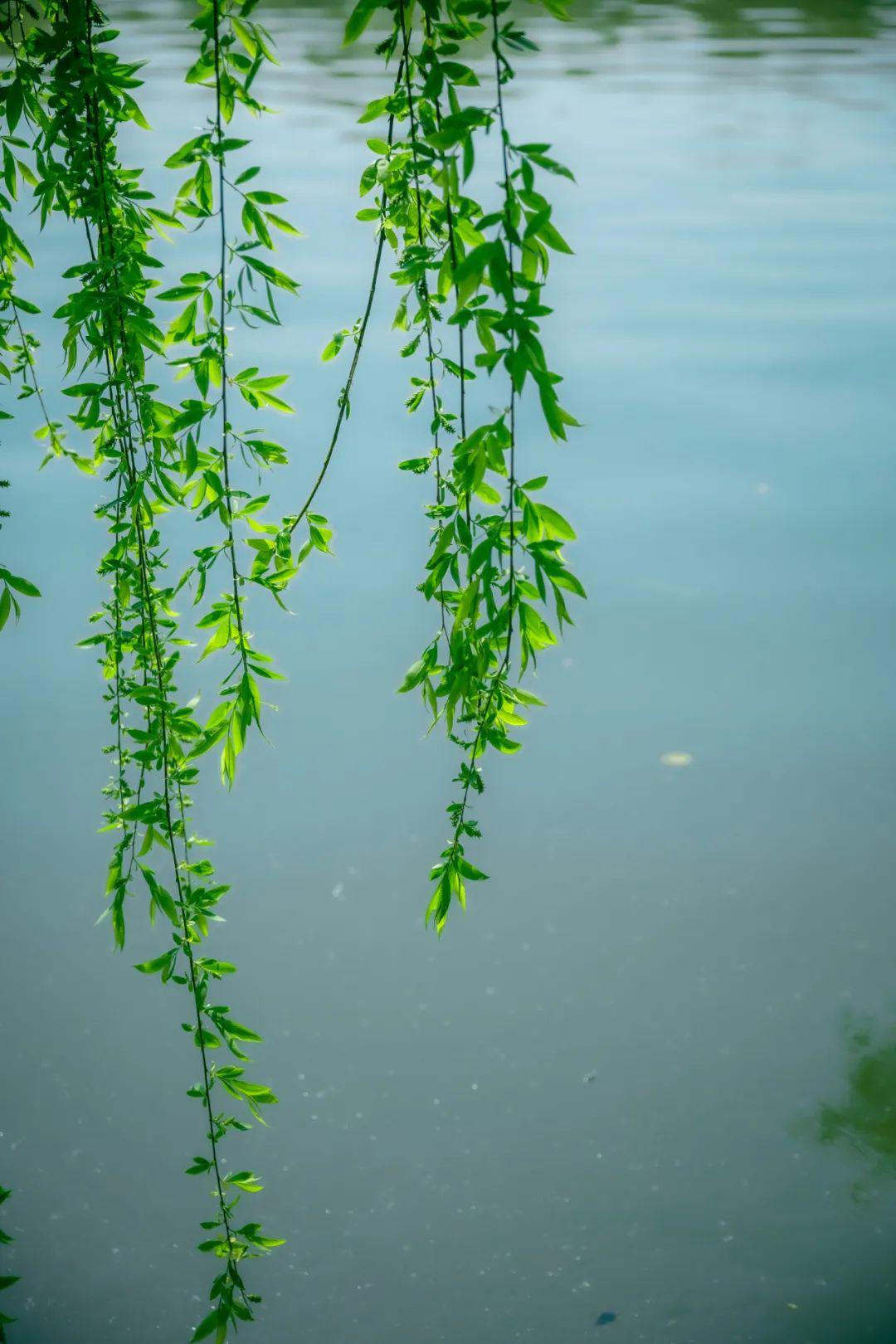 手机壁纸柳树图片