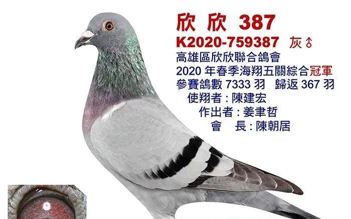 图集8羽台湾海翔冠军鸽欣赏灰鸽占7羽