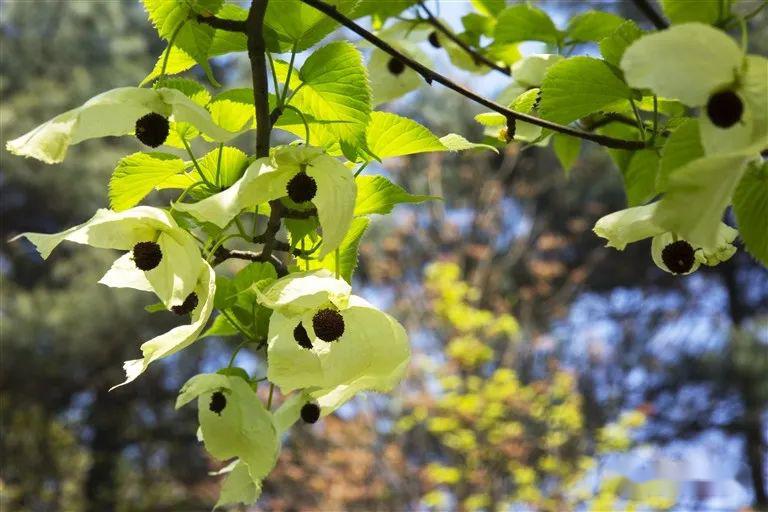 在他的躯干上任由鸽子花傲然挺立于世间珙桐的担当和刻骨铭心却是忠贞