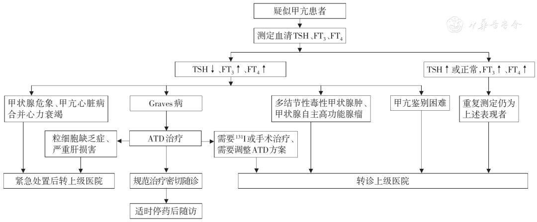 甲状腺激素分泌流程图图片