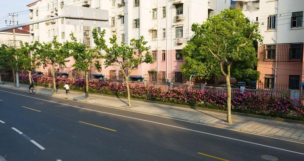 不容错过的繁花之约,超2公里的浪漫花墙就在百花街区