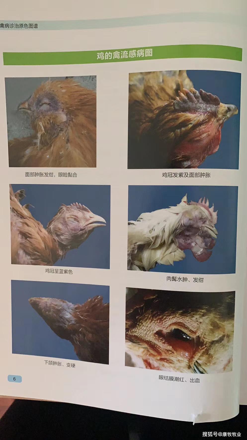 禽流感解剖图图片