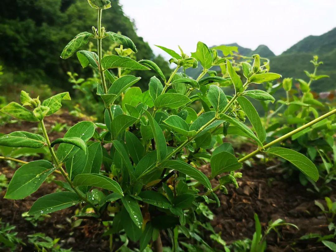 白河麻虎金银花开致富路