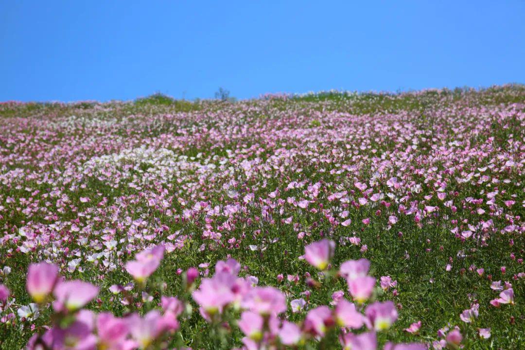 不花錢又好玩茅山這片浪漫花海驚豔了整個五月