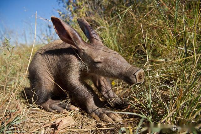 32只罕见稀有动物的可爱宝宝们,比猫猫狗狗还要萌,真是大开眼界
