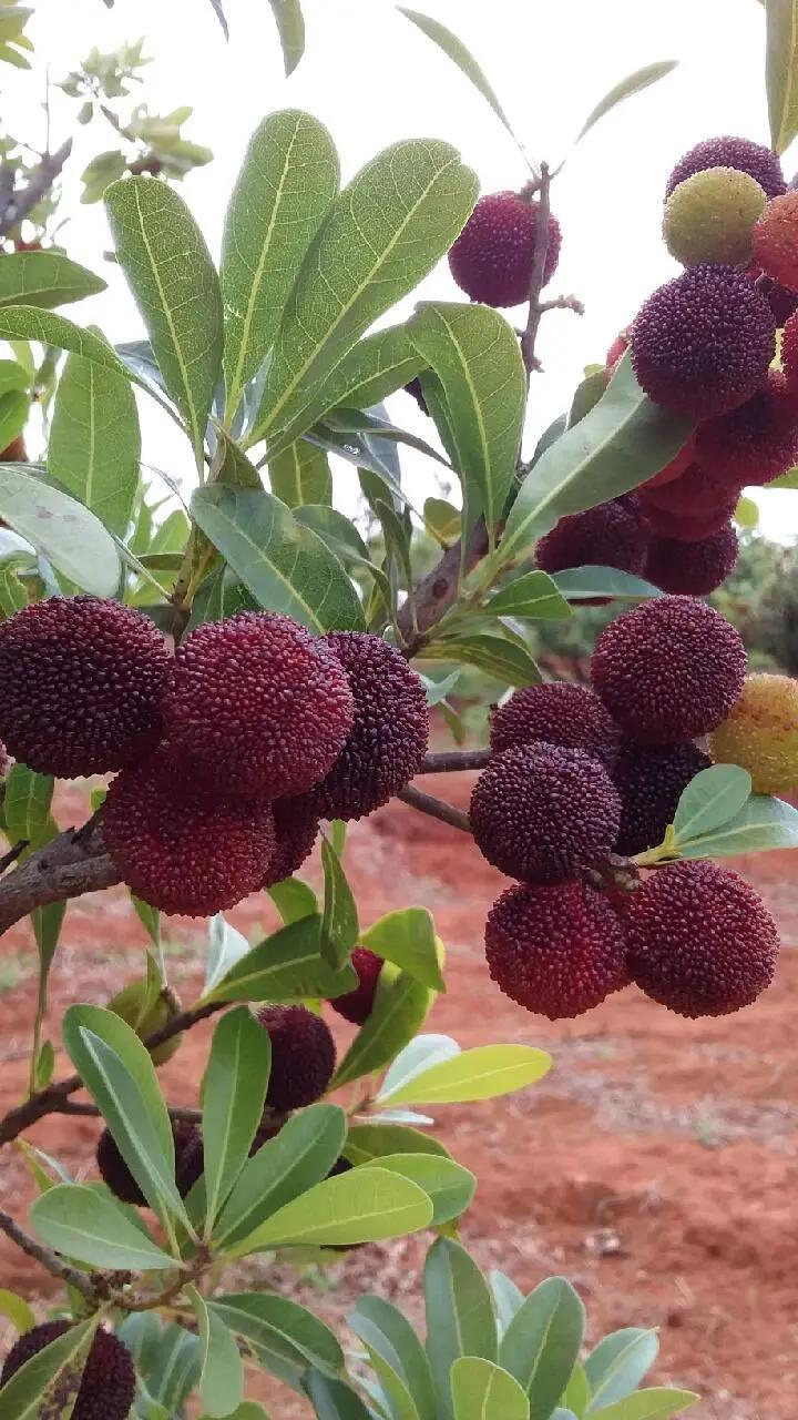 比浙江早上市1个月3万亩种植面积夏日圣果富民杨梅