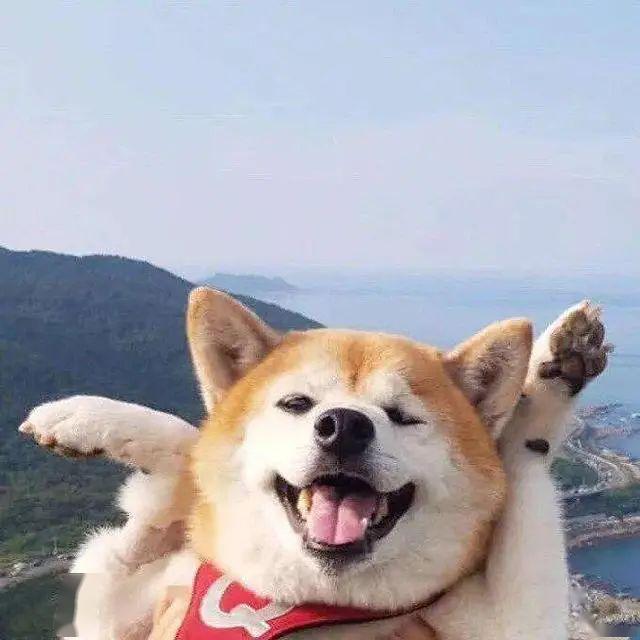 柴犬被嫌弃是长得丑的田园犬店家低价卖出主人却赚大了