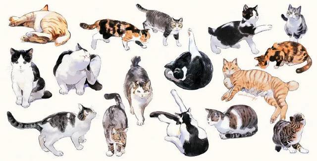 猫奴福利一大波各种形态的猫咪素材
