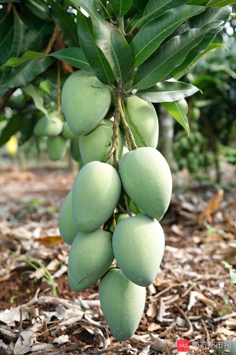 20度的甜度芒果界的爱马仕品尝覃斗蛋芒让你一口甜过初恋