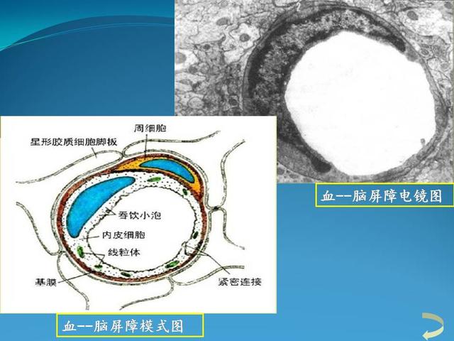 血脑屏障知识讲解