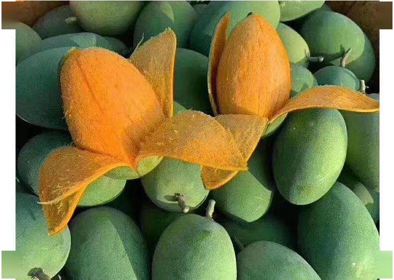 厉害了雷州覃斗芒果上南方都市报了