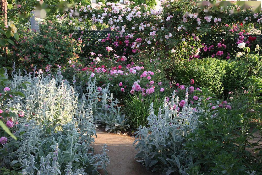 月季在花园里的运用