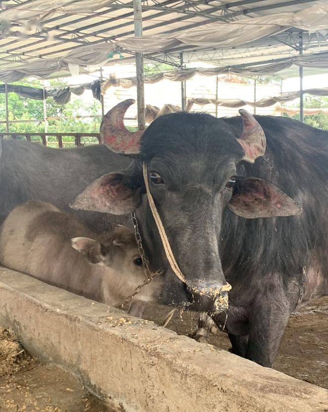 决战决胜脱贫攻坚罗城这里牛劲十足