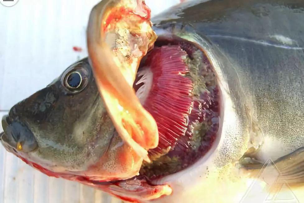 夏季必备手册鱼浮头的11种情况及处理措施