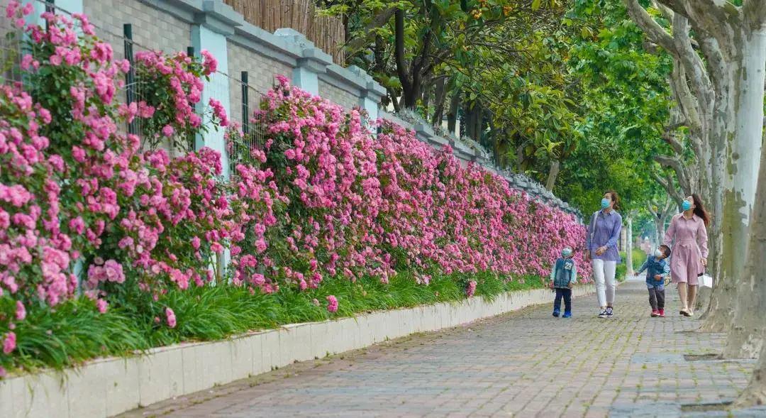 不容错过的繁花之约,超2公里的浪漫花墙就在百花街区