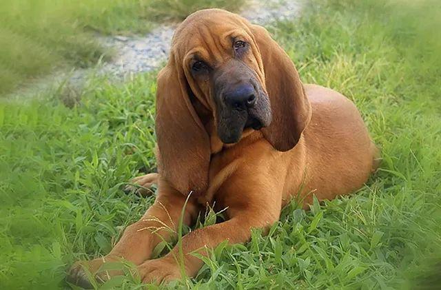 25.寻血猎犬 (别称:圣·休伯特猎犬)