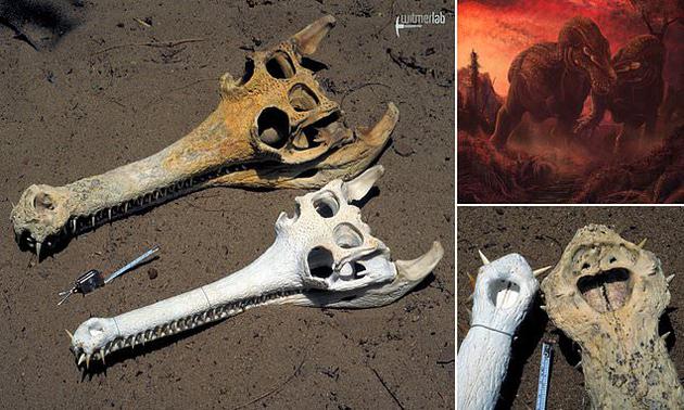 恒河鳄体长6米,体重250斤,这种长嘴鳄鱼被称为"活恐龙化石",除了头骨