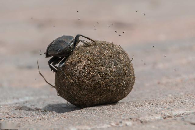 爱滚粪球的屎壳郎车轮产生竟源于它还能利用星空指引方向