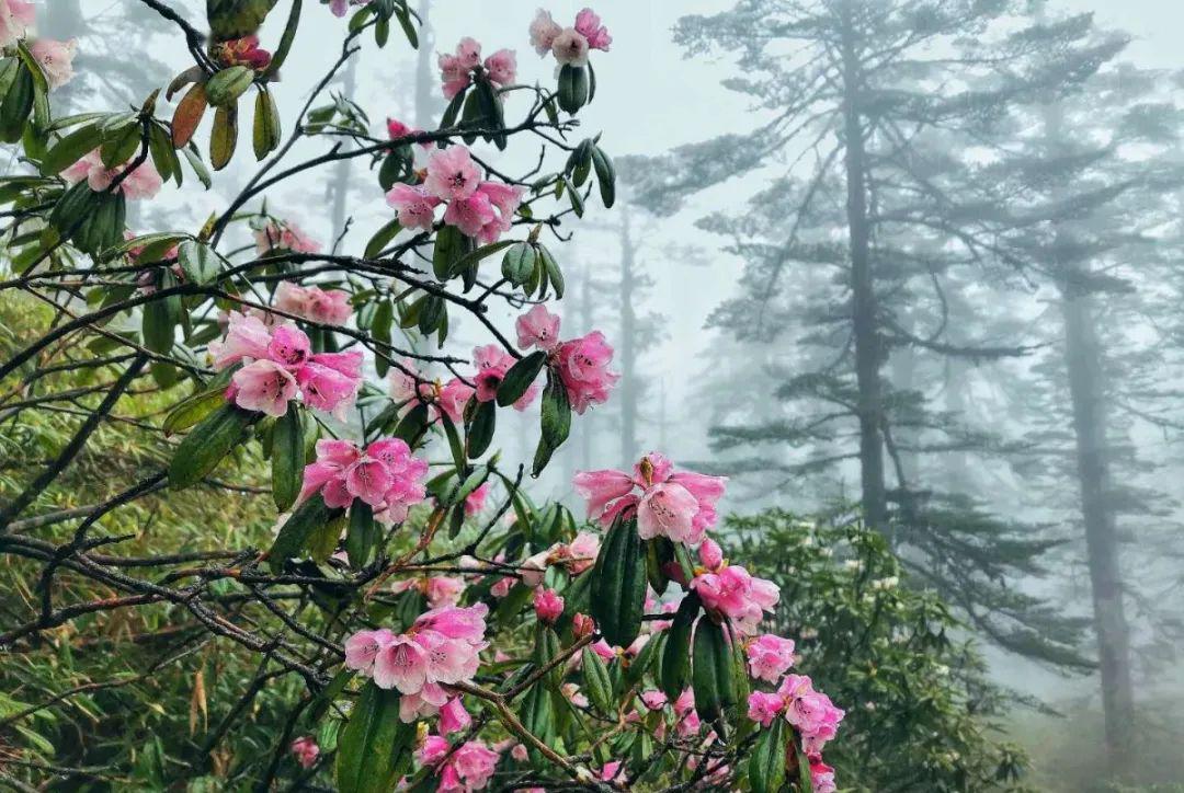你陪她变老抽个时间,带上母亲大人来瓦屋山赏赏杜鹃花忙着了,没送的