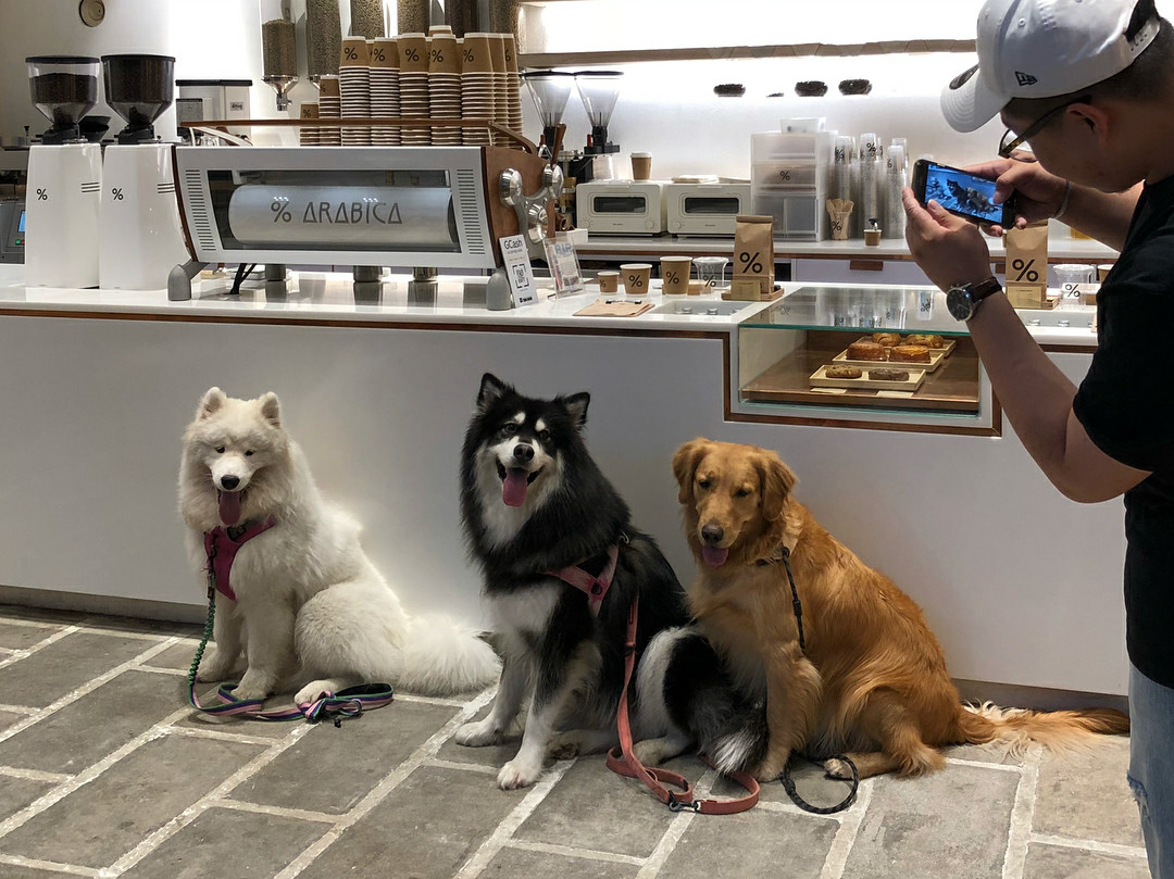 从"禁止入内"到"宠物友好","宠物友好"成为新兴经济的增长点_dog