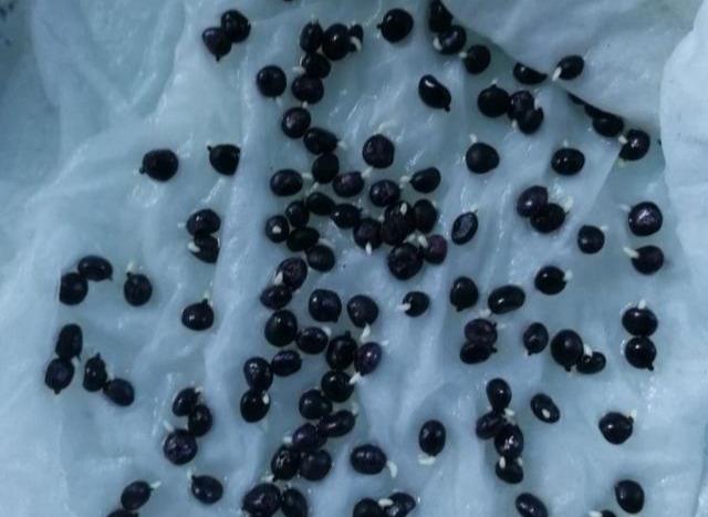 芦笋种壳硬,所以要先催芽,把种子放在水里浸泡,每天换水,连续3-5天,吸