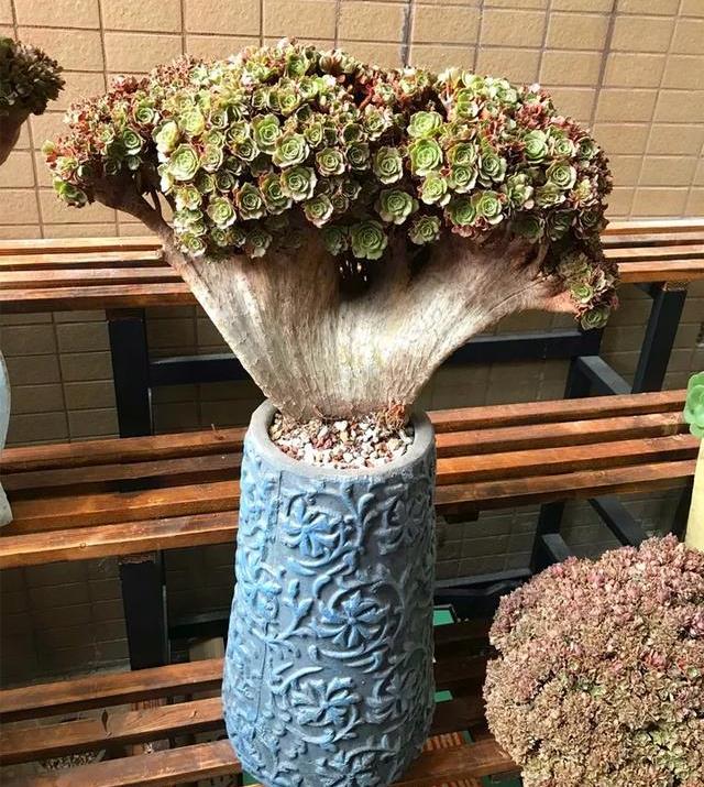 原创缀化多肉长变异了养成这样的盆景身价上万元