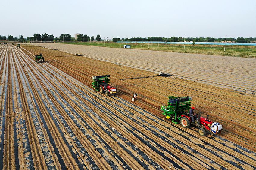 甘肃高台番茄迎来全程机械化种植时代