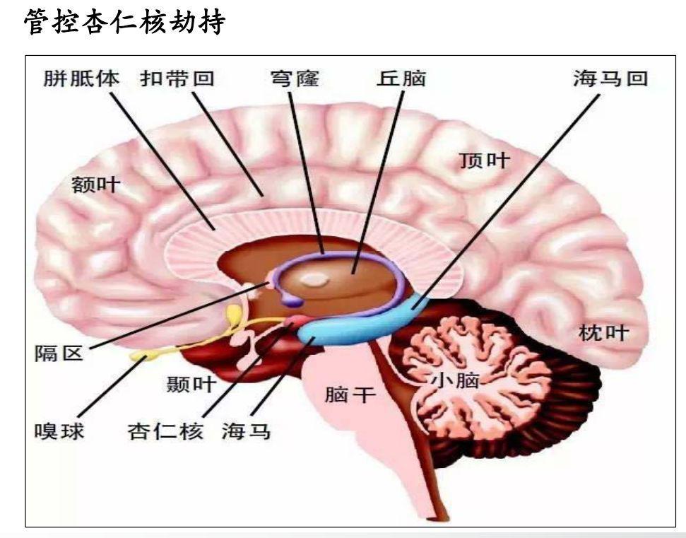 成长的5个底层逻辑之身体、认知、情感_运动