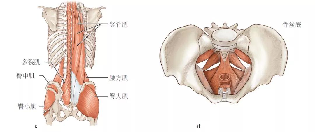 跑步膝盖疼其实是你屁股不行