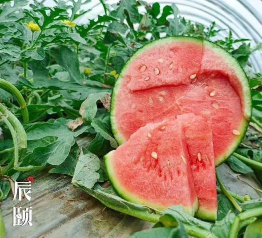 辰颐物语麒麟全美2k西瓜从心甜到皮67瞬间俘虏你的嘴巴